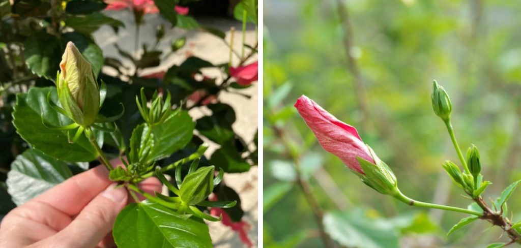 How to Prevent Hibiscus Buds from Falling off