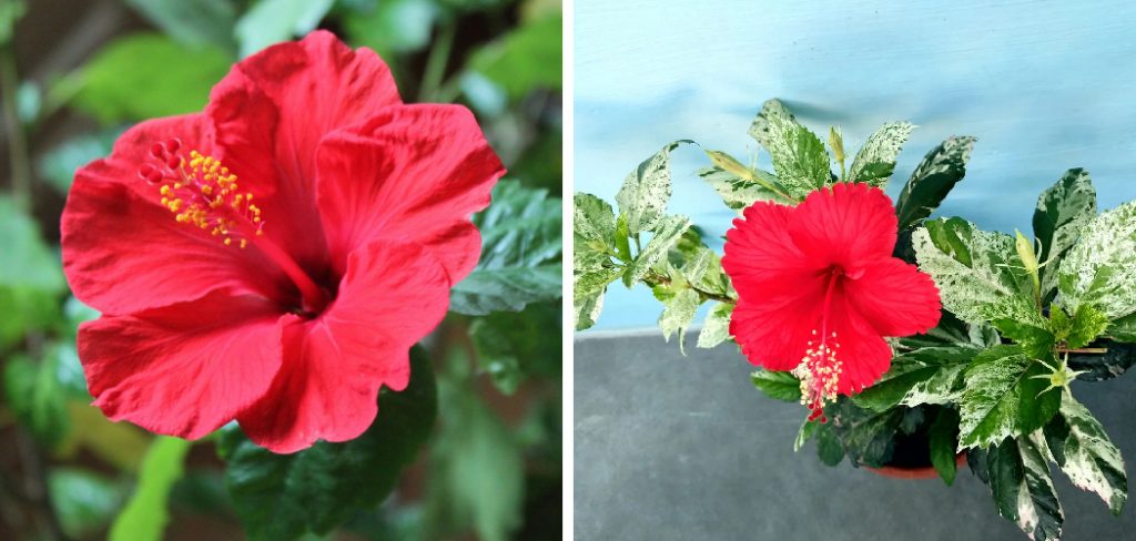 How to Promote Flowering in Hibiscus