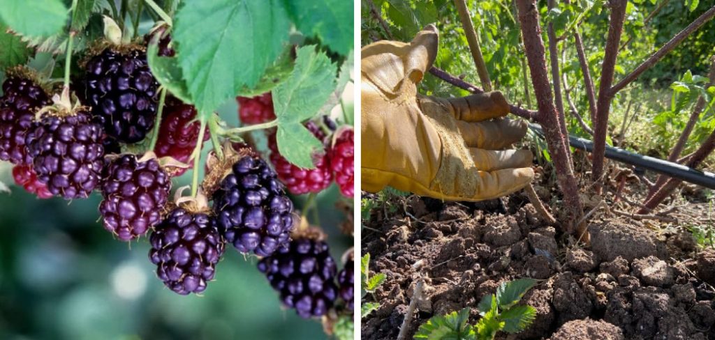 How to Prune Boysenberries