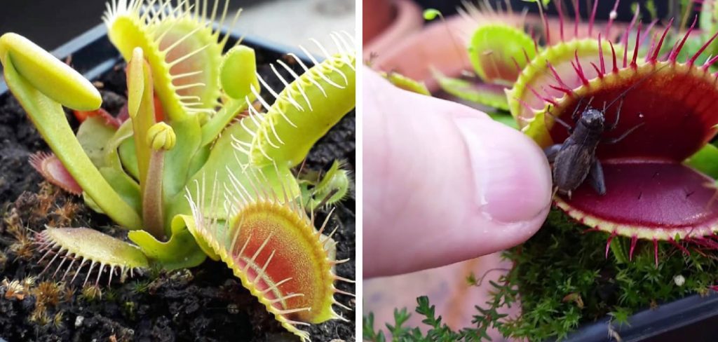 How to Put Venus Fly Trap into Dormancy