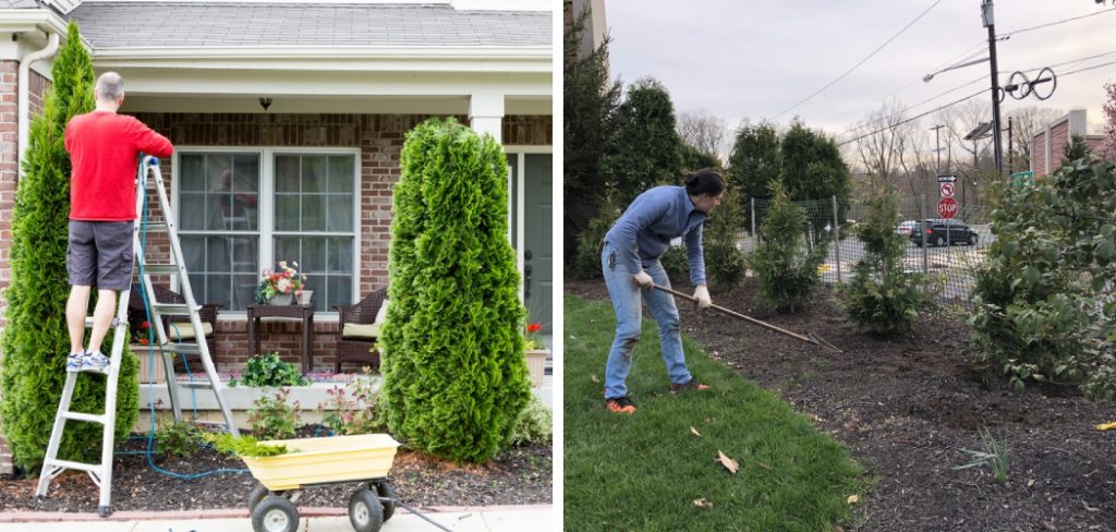 How to Remove Arborvitae