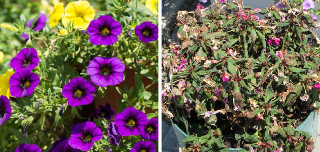 How to Revive Dying Calibrachoa