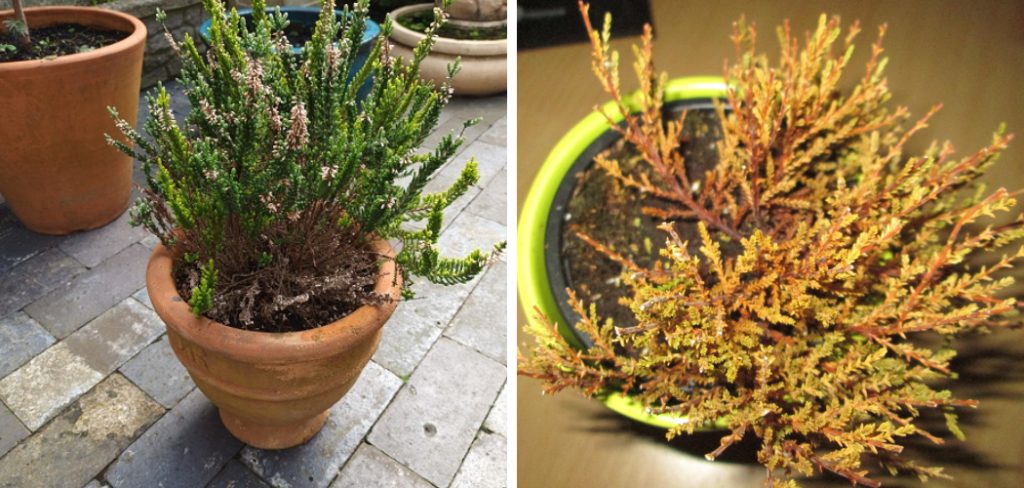 How to Revive Dying Heather Plant