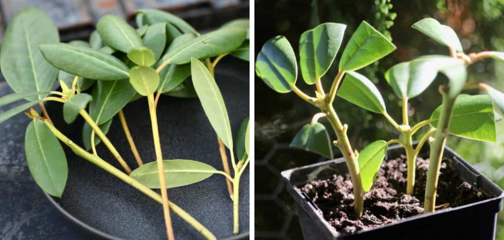 How to Root Rhododendron