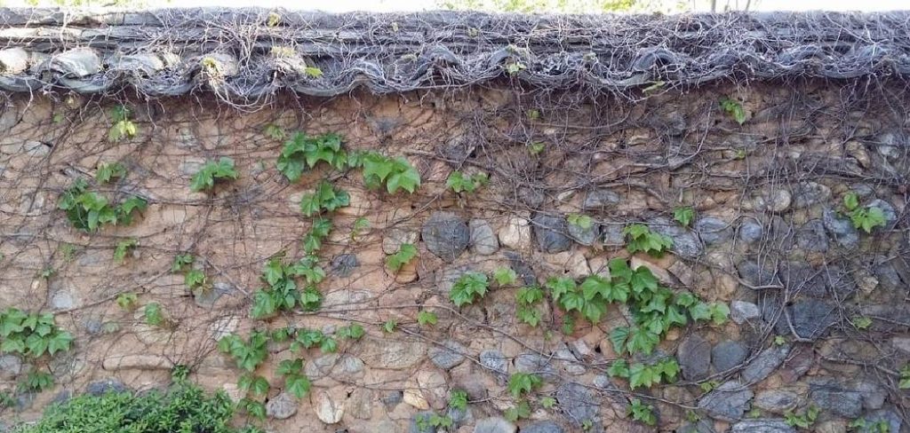 How to Stop Neighbors Vines from Growing on Fence