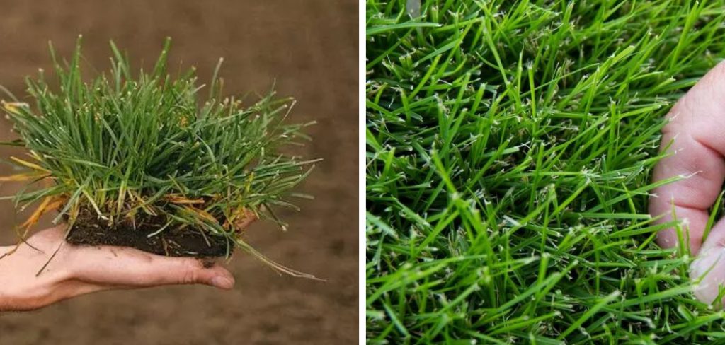 How to Transplant Bermuda Grass