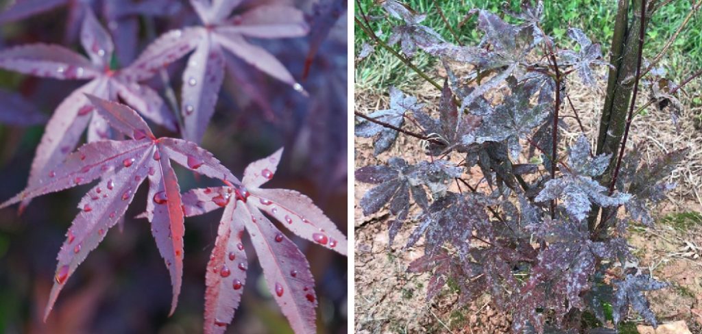 How to Treat Fungus on Japanese Maple