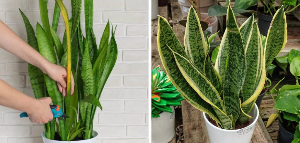 How to Trim a Damaged Snake Plant