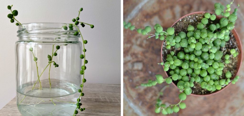 How to Water String of Pearls