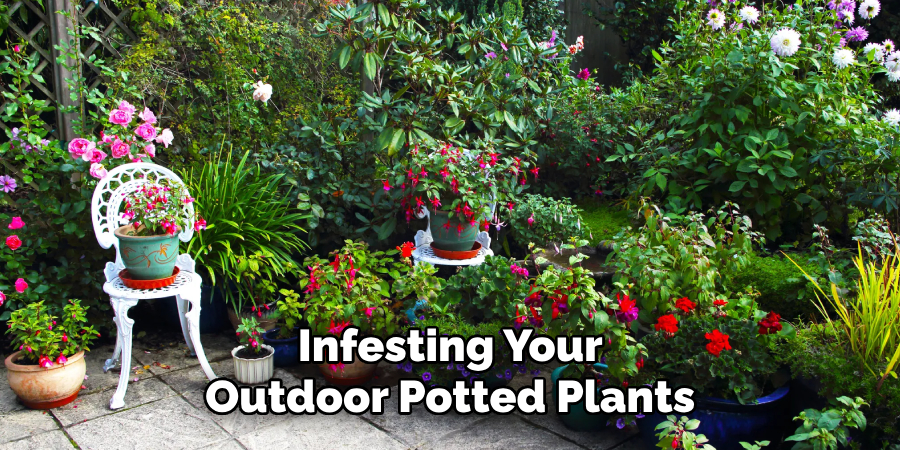 Infesting Your Outdoor Potted Plants