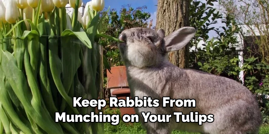Keep Rabbits From Munching on Your Tulips