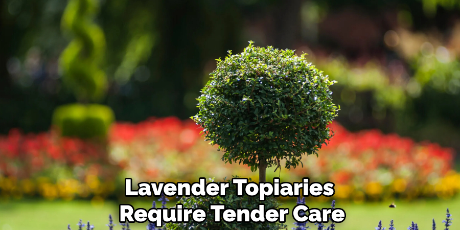 Lavender Topiaries Require Tender Care