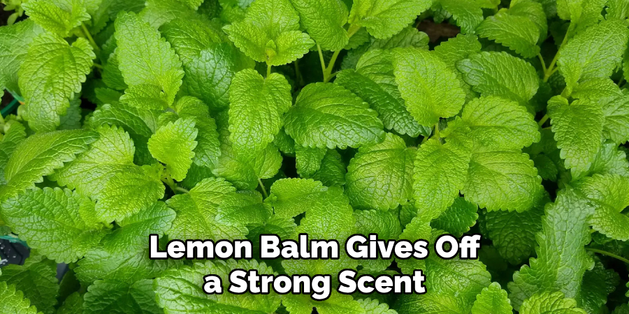 Lemon Balm Gives Off a Strong Scent
