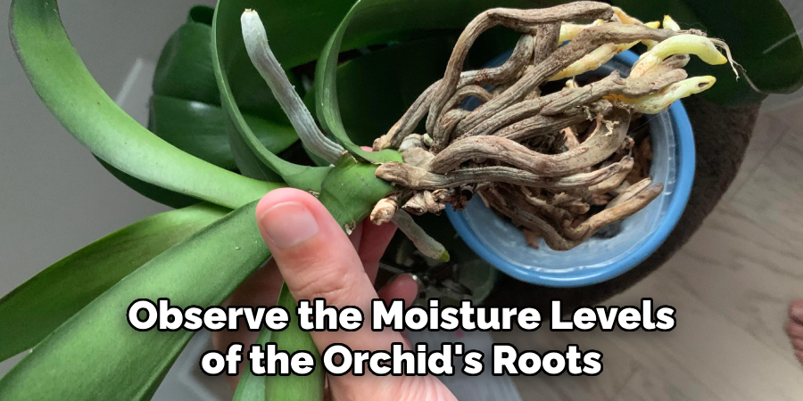 Observe the Moisture Levels of the Orchid's Roots