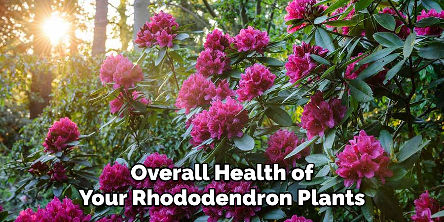 Overall Health of Your Rhododendron Plants