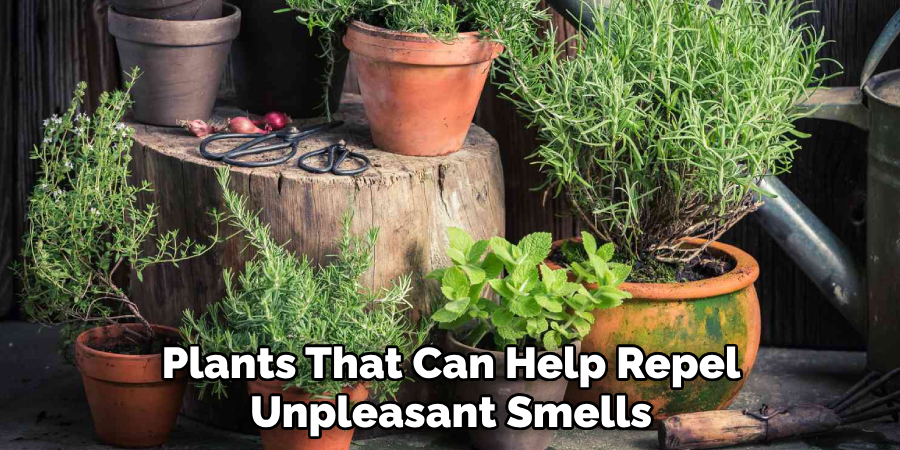 Plants That Can Help Repel Unpleasant Smells