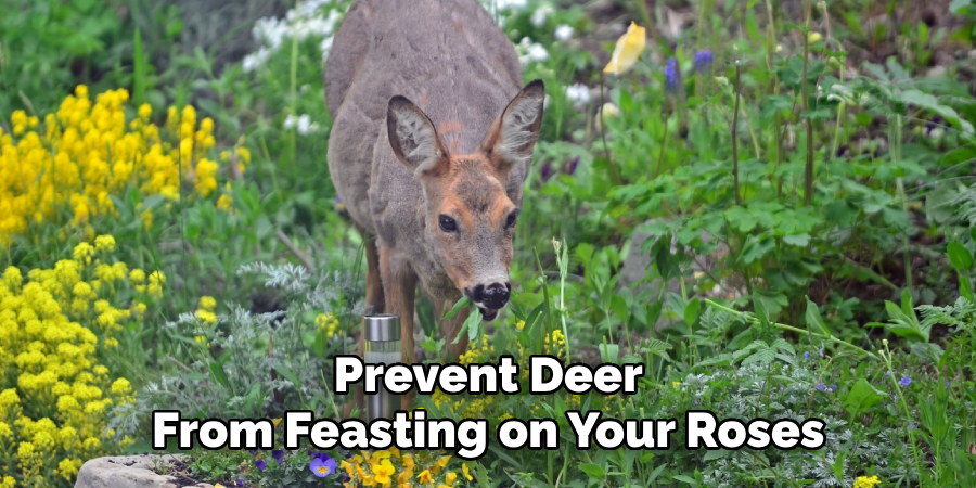 Prevent Deer From Feasting on Your Roses