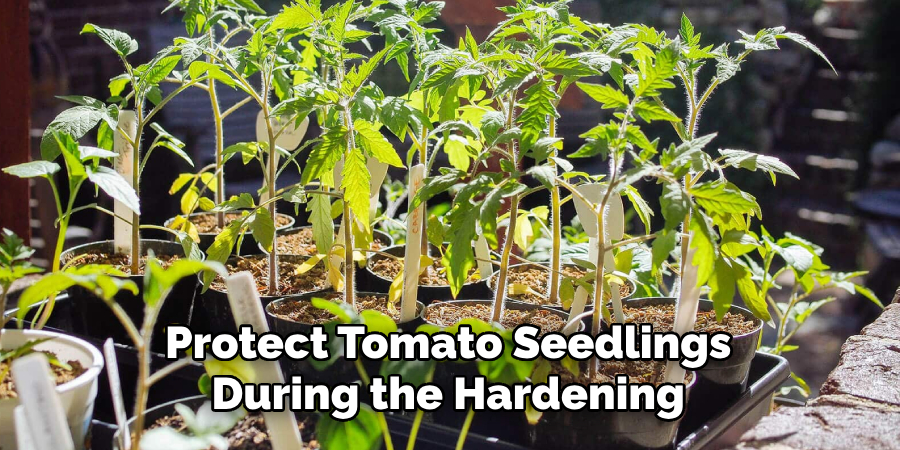 Protect Tomato Seedlings During the Hardening