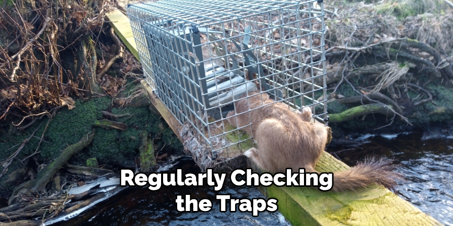 Regularly Checking the Traps