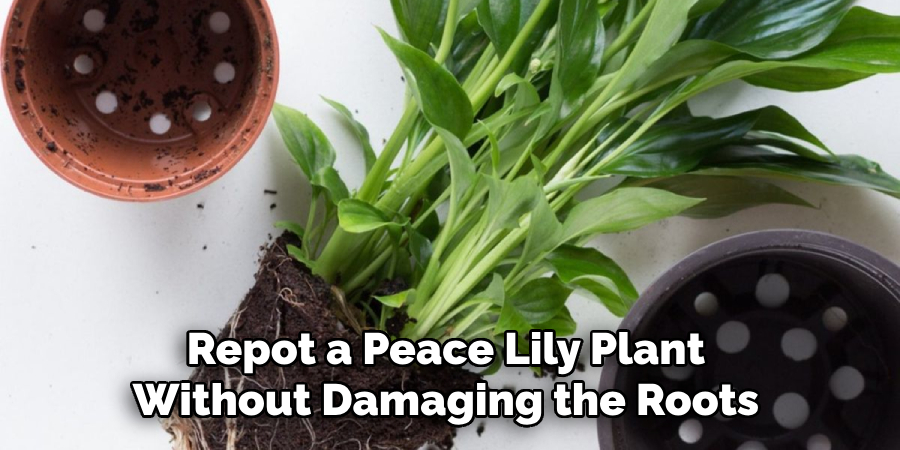 Repot a Peace Lily Plant Without Damaging the Roots