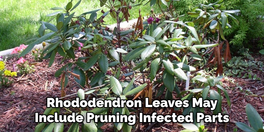 Rhododendron Leaves May Include Pruning Infected Parts