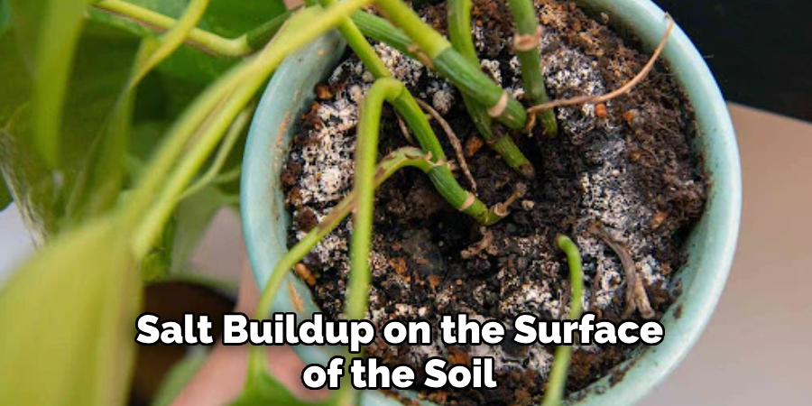Salt Buildup on the Surface of the Soil