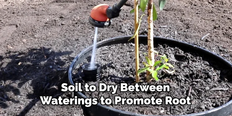 Soil to Dry Between Waterings to Promote Root