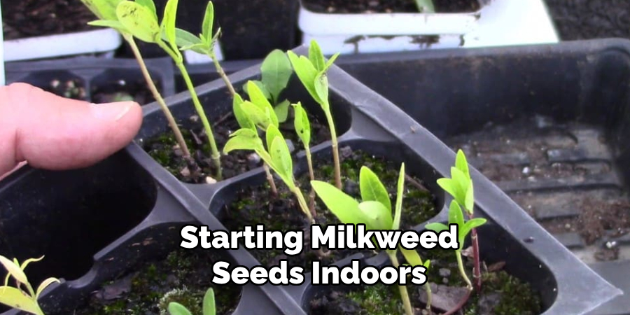 Starting Milkweed Seeds Indoors