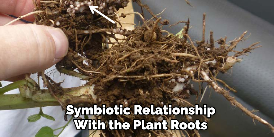 Symbiotic Relationship With the Plant Roots