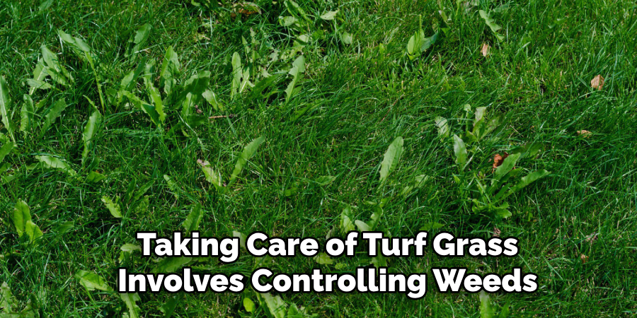 Taking Care of Turf Grass Involves Controlling Weeds