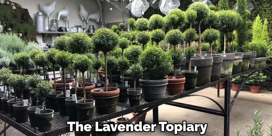 The Lavender Topiary