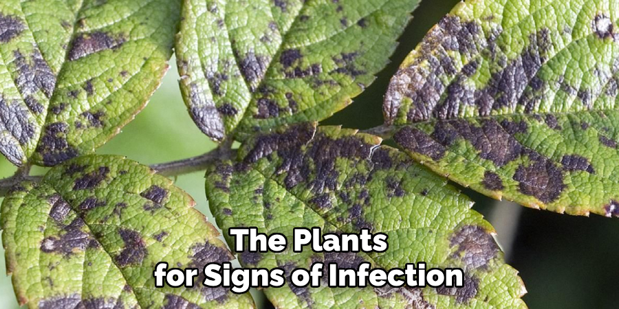 The Plants for Signs of Infection