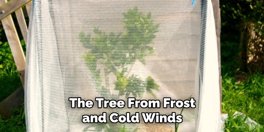 The Tree From Frost and Cold Winds