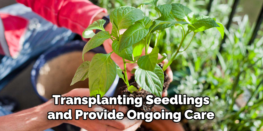 Transplanting Seedlings and Provide Ongoing Care