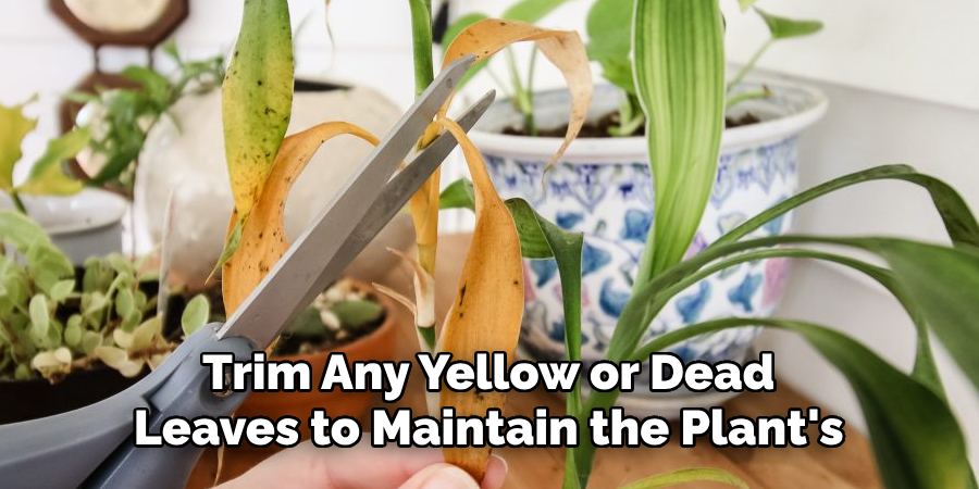 Trim Any Yellow or Dead Leaves to Maintain the Plant's