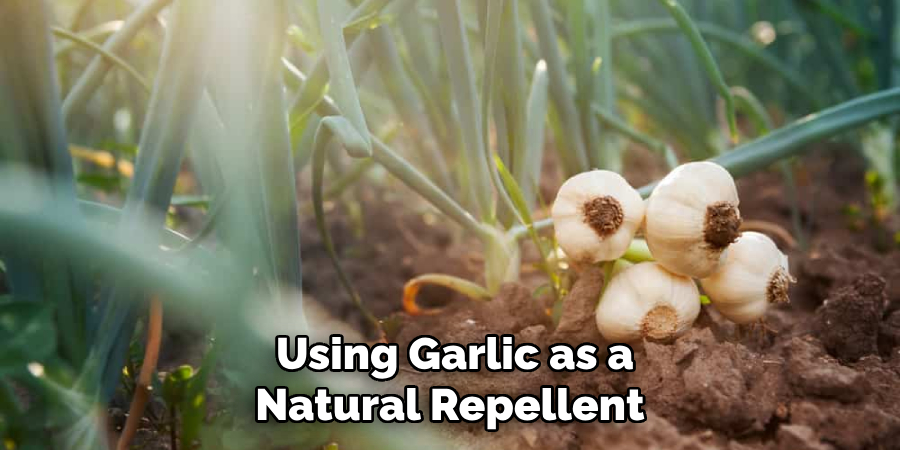  Using Garlic as a Natural Repellent