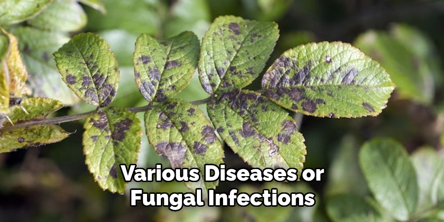 Various Diseases or Fungal Infections