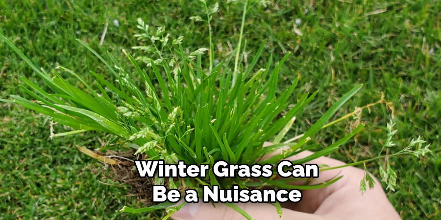 Winter Grass Can Be a Nuisance