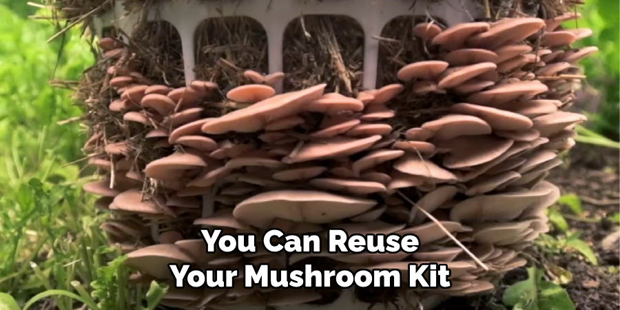 You Can Reuse Your Mushroom Kit