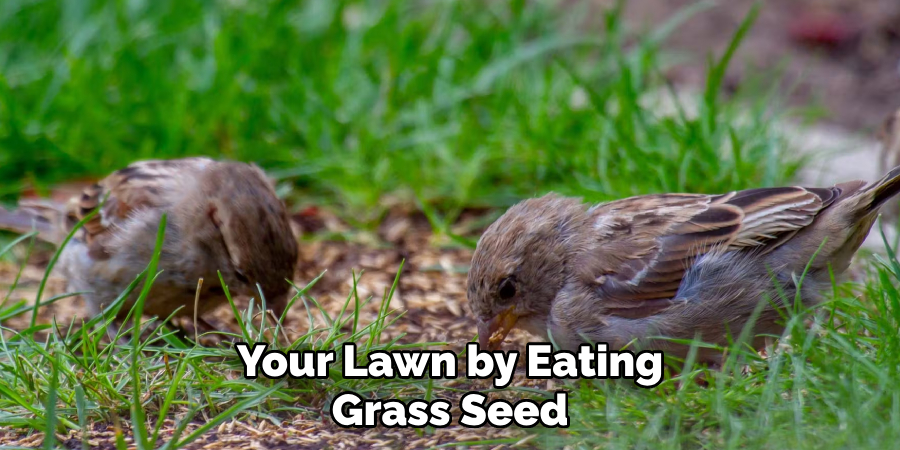Your Lawn by Eating Grass Seed