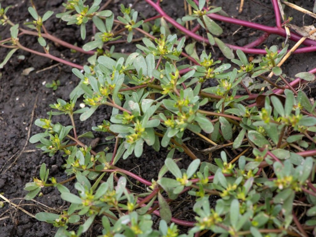 How to Get Rid of Purslane in Vegetable Garden