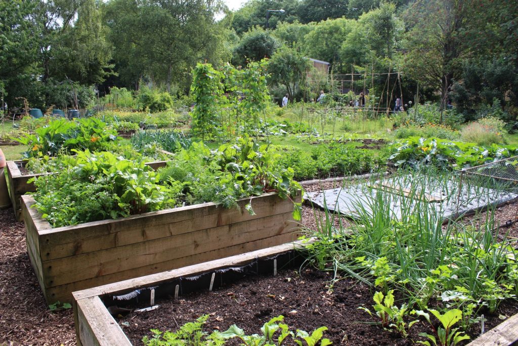 How to Keep Raised Beds from Drying Out