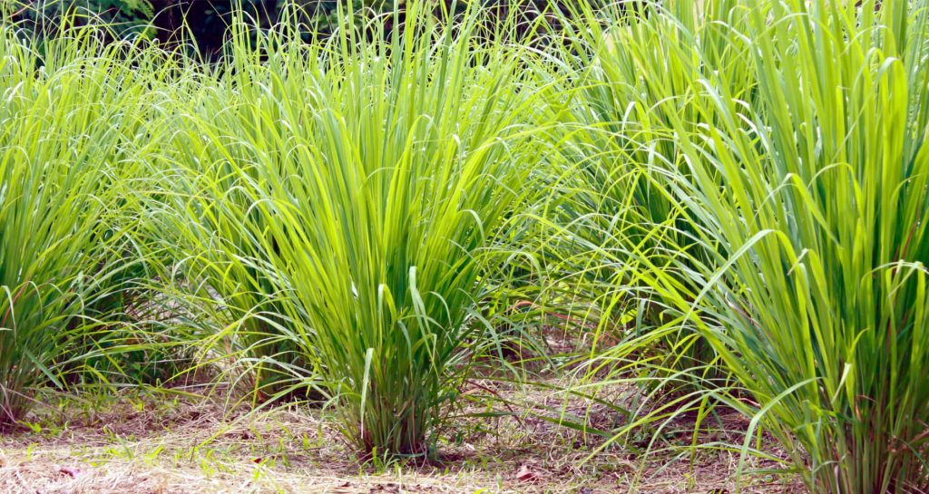 How to Plant Lemongrass to Repel Mosquitoes