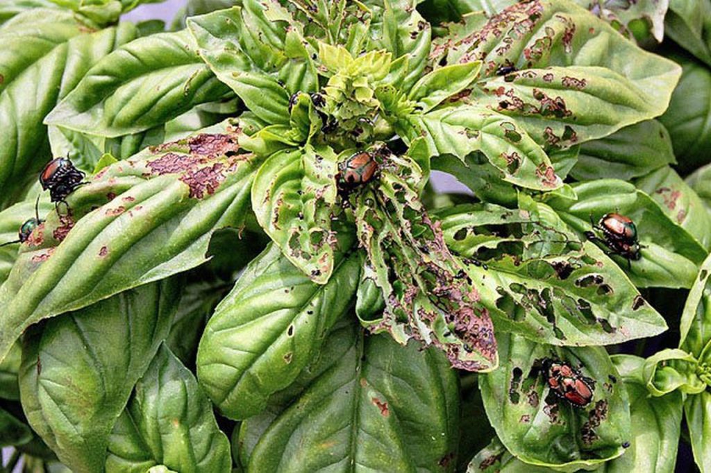 How to Stop Beetles from Eating Basil