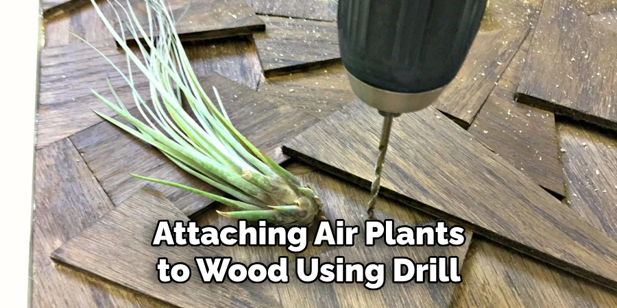 Attaching Air Plants to Wood Using Drill