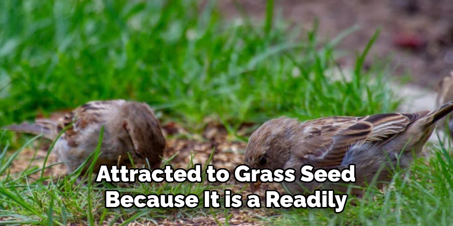 Attracted to Grass Seed Because It is a Readily