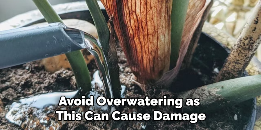 Avoid Overwatering as This Can Cause Damage