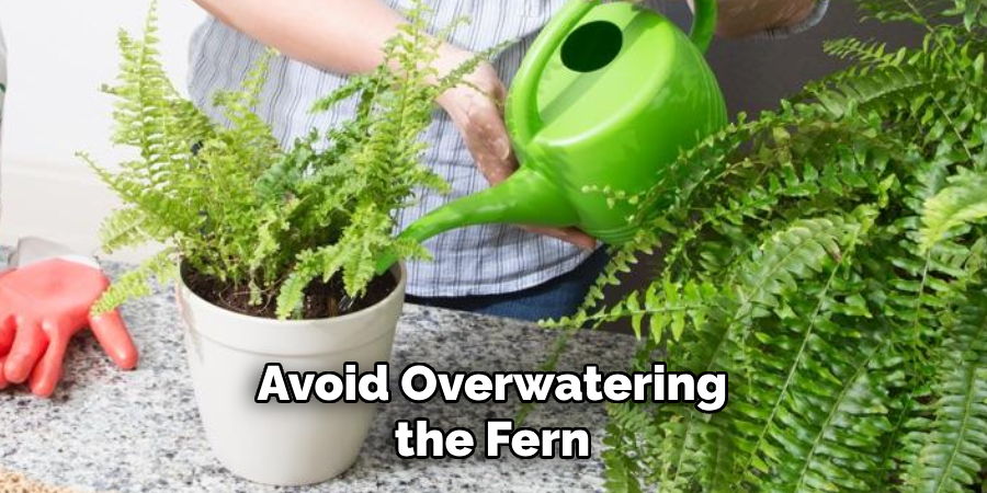Avoid Overwatering the Fern