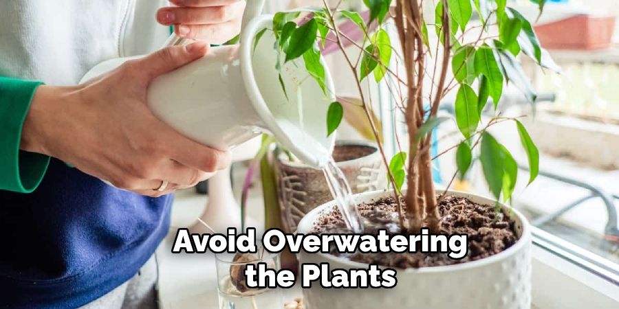 Avoid Overwatering the Plants