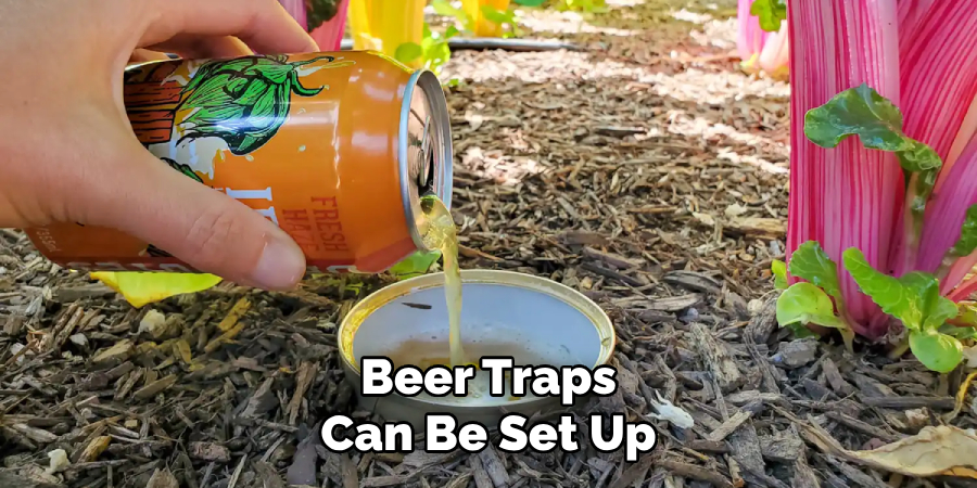 Beer Traps Can Be Set Up